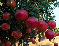 Pomegranate  juice